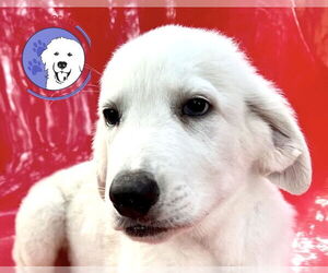 Great Pyrenees Dogs for adoption in Spring, TX, USA