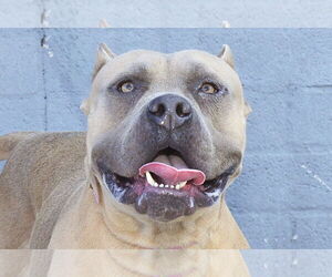 American Pit Bull Terrier Dogs for adoption in Pasadena, CA, USA