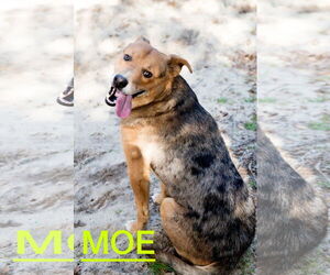 Australian Shepherd-Unknown Mix Dogs for adoption in Pensacola, FL, USA