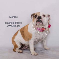 Bulldog Dogs for adoption in Lake Forest, CA, USA