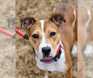 Mutt Dogs for adoption in Glen Allen, VA, USA