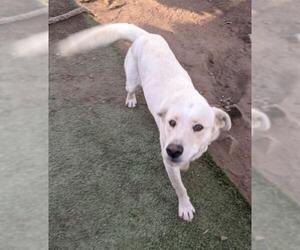 Labrador Retriever-Unknown Mix Dogs for adoption in El Cajon, CA, USA