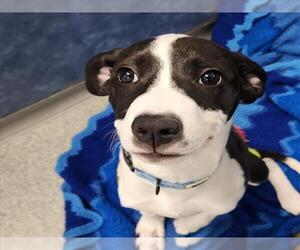 German Shorthaired Pointer-Unknown Mix Dogs for adoption in Fort Collins, CO, USA
