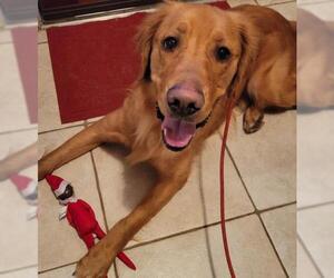 Golden Retriever Dogs for adoption in Rosenberg, TX, USA