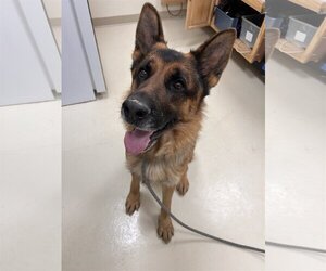 German Shepherd Dog Dogs for adoption in Webster, WI, USA