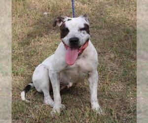 Bullypit Dogs for adoption in Bandera, TX, USA