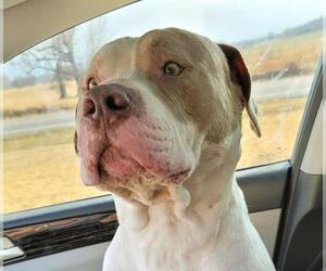 American Pit Bull Terrier-American Staffordshire Terrier Mix Dogs for adoption in Mount Vernon, AR, USA