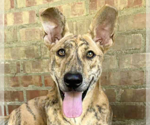 Mutt Dogs for adoption in San Ramon, CA, USA