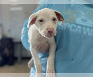 Mutt Dogs for adoption in Raleigh, NC, USA