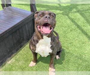 American Bulldog-Unknown Mix Dogs for adoption in Orange, CA, USA