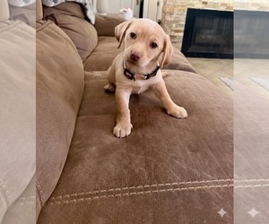 Dachshund Dogs for adoption in Menifee, CA, USA