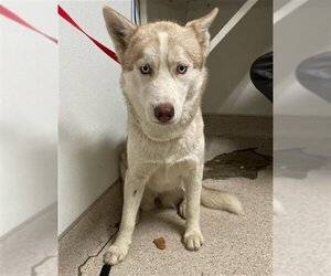 Siberian Husky Dogs for adoption in Bakersfield, CA, USA