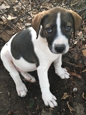 Australian Shepherd-Unknown Mix Dogs for adoption in Leesville, SC, USA