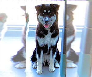 Australian Shepherd-Unknown Mix Dogs for adoption in Riverside, CA, USA
