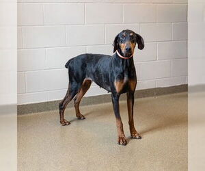 Doberman Pinscher Dogs for adoption in Omaha, NE, USA
