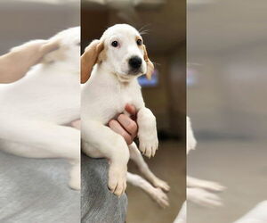 Treeing Walker Coonhound-Unknown Mix Dogs for adoption in Osgood, IN, USA