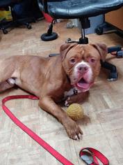 Muscle Mastiff Dogs for adoption in Chicopee, MA, USA
