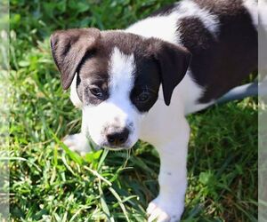 Pointer-Unknown Mix Dogs for adoption in Minneapolis, MN, USA