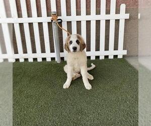 Saint Bernard-Unknown Mix Dogs for adoption in Modesto, CA, USA