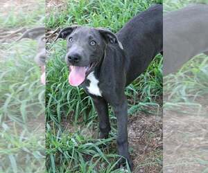 American Pit Bull Terrier-Labrador Retriever Mix Dogs for adoption in FRAMINGHAM, MA, USA