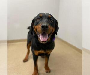Rottweiler Dogs for adoption in Aurora, CO, USA