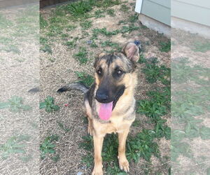 German Shepherd Dog-Unknown Mix Dogs for adoption in Forney, TX, USA