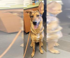 German Shepherd Dog-Unknown Mix Dogs for adoption in West Valley, UT, USA
