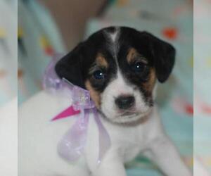 Jack Russell Terrier Dogs for adoption in Woodside, NY, USA
