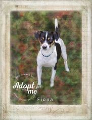 Rat Terrier-Unknown Mix Dogs for adoption in Belton, MO, USA