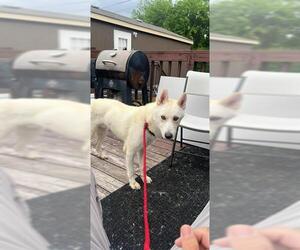 Siberian Husky-Unknown Mix Dogs for adoption in San Antonio, TX, USA
