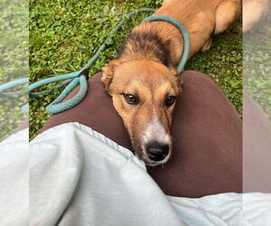 Mutt Dogs for adoption in Tarboro, NC, USA