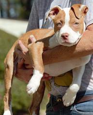 American Staffordshire Terrier Dogs for adoption in Columbus, GA, USA