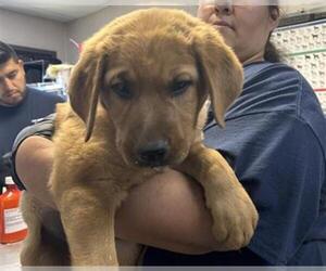 German Shepherd Dog-Unknown Mix Dogs for adoption in Visalia, CA, USA