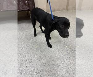 Labrador Retriever-Unknown Mix Dogs for adoption in Conroe, TX, USA