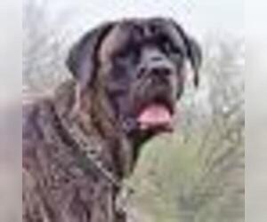 Mastiff Dogs for adoption in Von Ormy, TX, USA