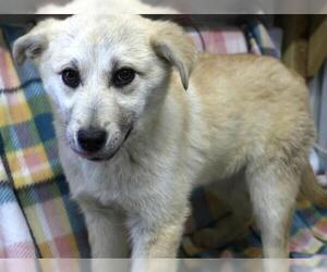 Mutt Dogs for adoption in Thief River Falls, MN, USA