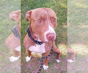 American Pit Bull Terrier-Unknown Mix Dogs for adoption in Fort Lauderdale, FL, USA