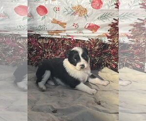 Border Collie-Unknown Mix Dogs for adoption in HOPKINSVILLE/PRINCETON, KY, NH, USA