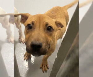 American Pit Bull Terrier Dogs for adoption in Augusta, GA, USA