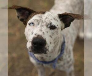 American Staffordshire Terrier-Unknown Mix Dogs for adoption in San Antonio, TX, USA