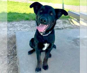 German Shepherd Dog-Unknown Mix Dogs for adoption in Conroe, TX, USA