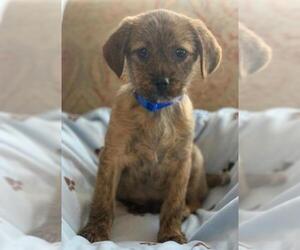 ShiChi Dogs for adoption in San Martin, CA, USA