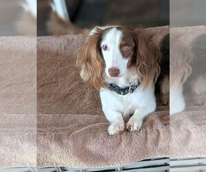 Medium Photo #5 Dachshund Puppy For Sale in Sioux Falls, SD, USA