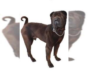 Chinese Shar-Pei Dogs for adoption in Fruit Heights, UT, USA