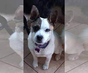 French Bulldog-Jack Russell Terrier Mix Dogs for adoption in Newfoundland, PA, USA