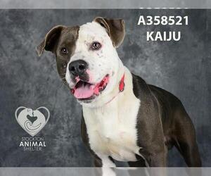 American Pit Bull Terrier Dogs for adoption in Stockton, CA, USA