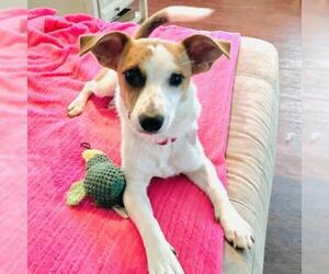 Jack Russell Terrier Dogs for adoption in Austin, TX, USA