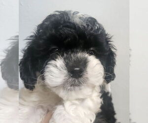 Shih Tzu Dogs for adoption in Oakland Park, FL, USA