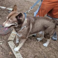 Alaskan Malamute Dogs for adoption in Austin, TX, USA