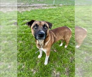 Black Mouth Cur-Unknown Mix Dogs for adoption in Conroe, TX, USA